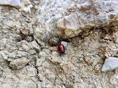 Gonioctena
