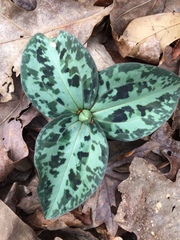 Trillium reliquum