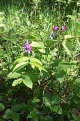 Lathyrus vernus