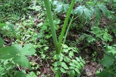 Angelica archangelica