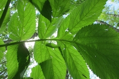 Angelica archangelica