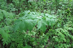 Angelica archangelica