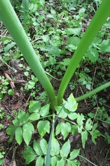Angelica archangelica