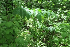 Angelica archangelica