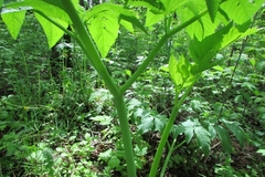 Angelica archangelica