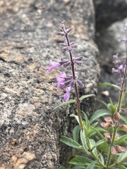 Syncolostemon canescens