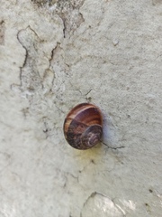 Helix lucorum
