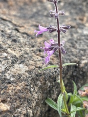 Syncolostemon canescens