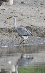 Ardea cinerea