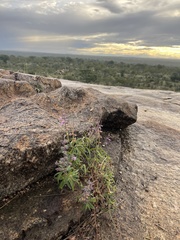 Syncolostemon canescens