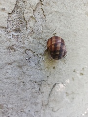 Helix lucorum