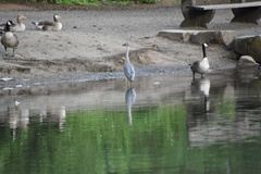 Ardea cinerea