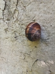 Helix lucorum