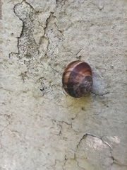 Helix lucorum