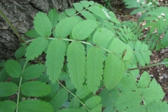 Sorbus aucuparia