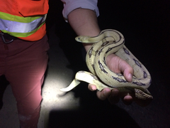 Bogertophis subocularis