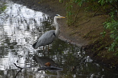 Ardea cinerea
