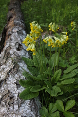 Primula veris