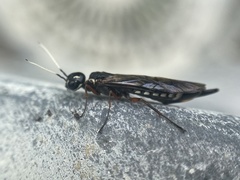 Xiphydria maculata