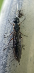Xiphydria maculata