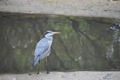 Ardea cinerea
