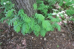 Sorbus aucuparia