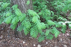 Sorbus aucuparia