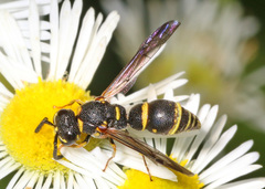 Parancistrocerus pedestris