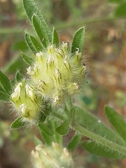 Anthyllis cornicina