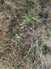 Cullen australasicum