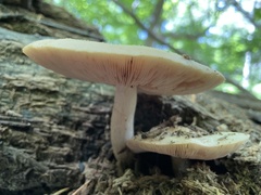 Fungi