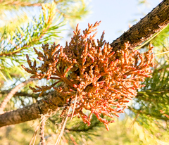 Arceuthobium tsugense