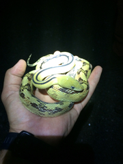 Bogertophis subocularis