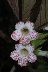 Nautilocalyx bracteatus