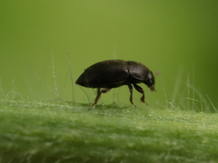 Brachypterus