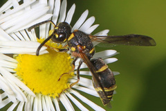 Parancistrocerus pedestris