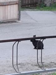 Oryctolagus cuniculus