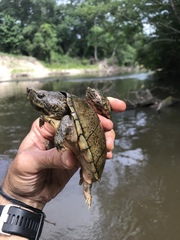 Sternotherus peltifer