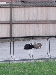 Oryctolagus cuniculus