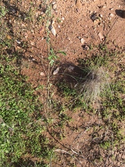 Cullen australasicum