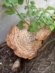 Cerioporus squamosus