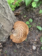 Cerioporus squamosus