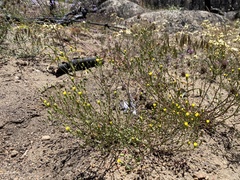 Malacothrix clevelandii