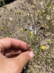 Malacothrix clevelandii