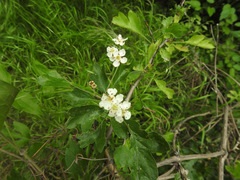 Crataegus pentagyna