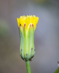 Malacothrix clevelandii