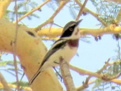 Batis molitor molitor