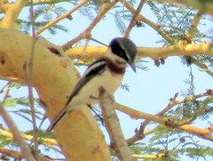 Batis molitor molitor