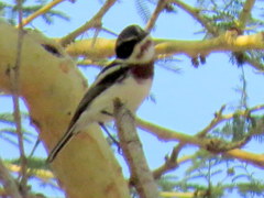 Batis molitor molitor