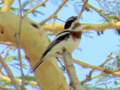 Batis molitor molitor